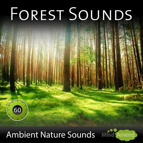 forest sound